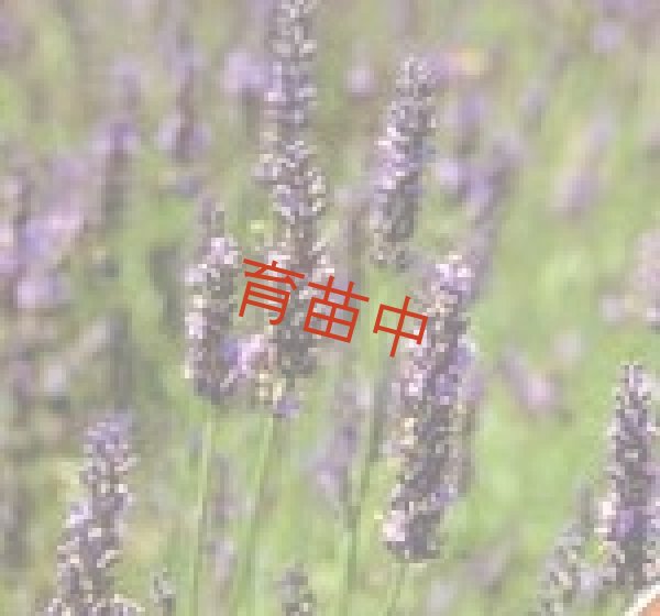 画像2: ラバンジン　オールドイングリッシュ　 (2)