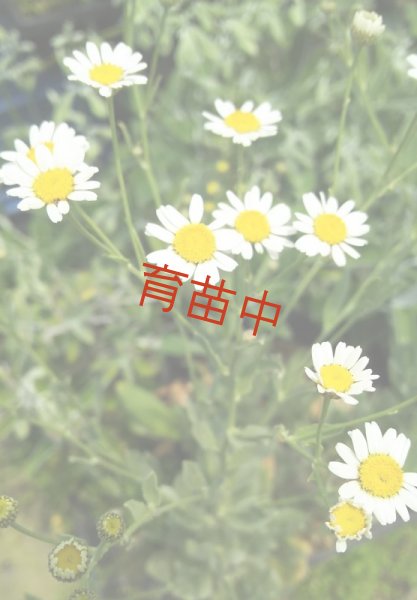 画像1: コストマリー　 (1)