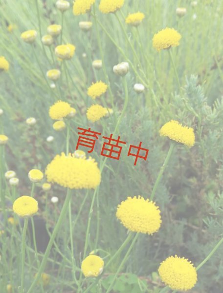画像1: サントリナ　グリーン (1)