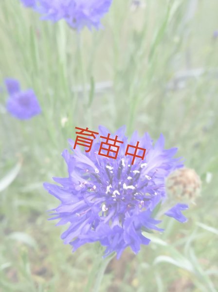 画像1: コーンフラワー　ワイルド　 (1)