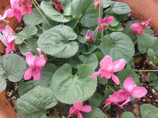 画像2: スィートバイオレット　ピンク (2)