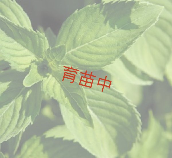 画像1: ニホンハッカ　北大 (1)