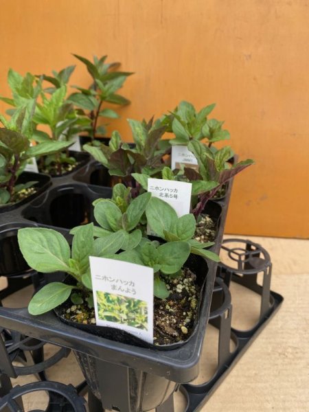 画像3: 和ハッカ　セット (3)