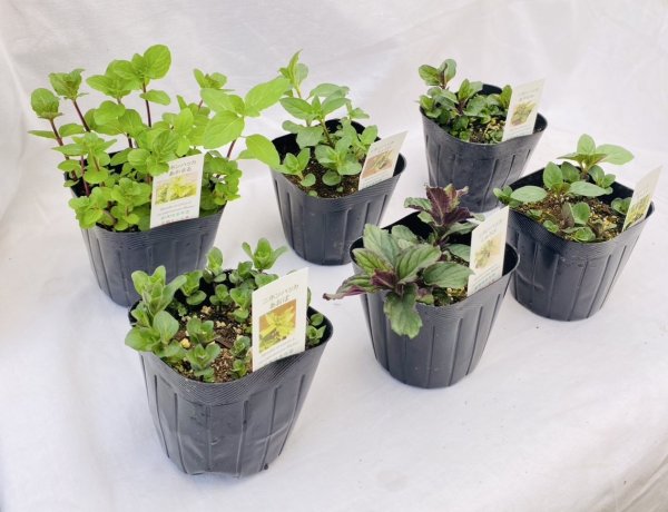 画像2: 和ハッカ　セット (2)