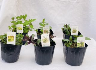 ハーブ苗の生産・販売 約380種類
