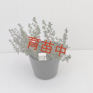 ハーブ15こ ハーブ - ステップナッツ